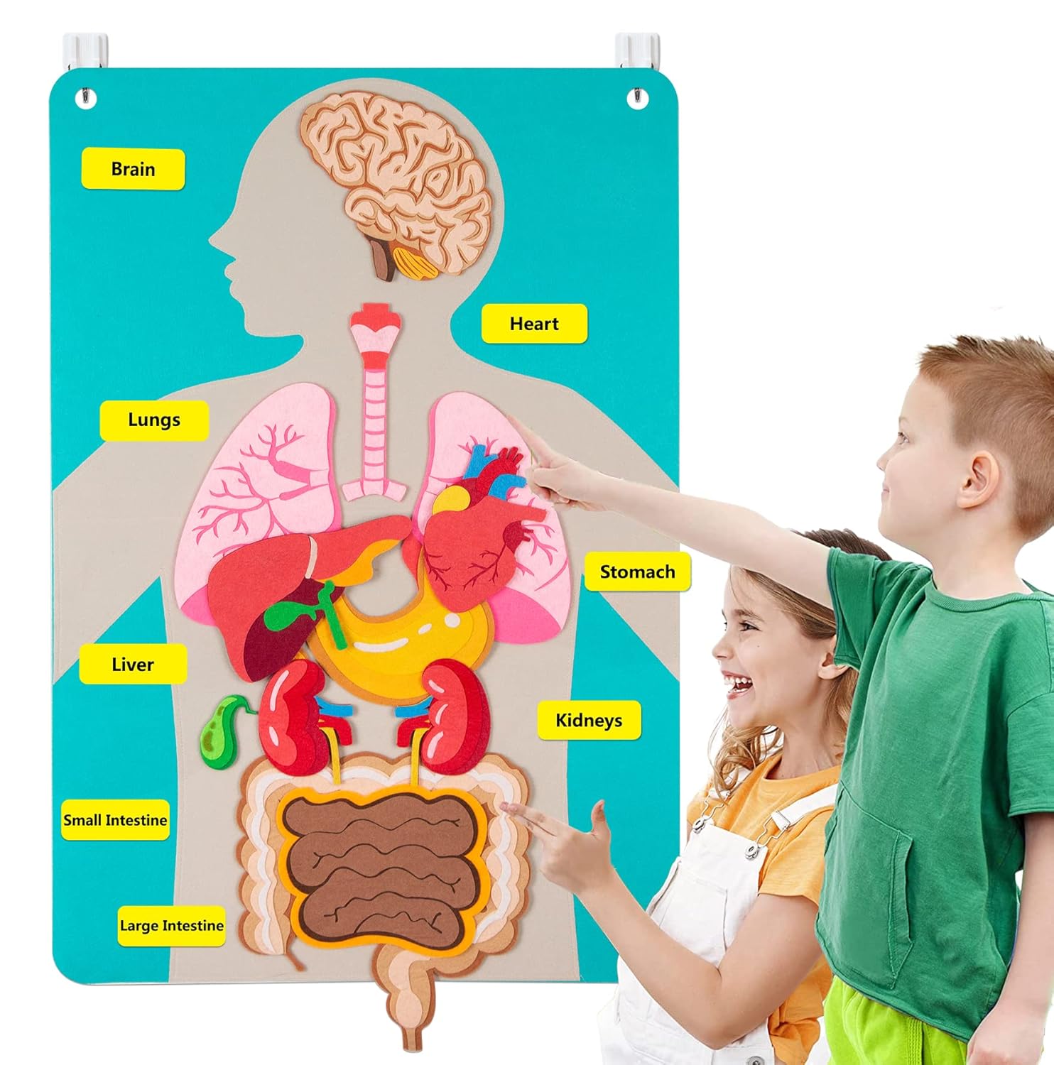 Human Body Parts Felt Board St - Kids Education Story ulasan dan harga