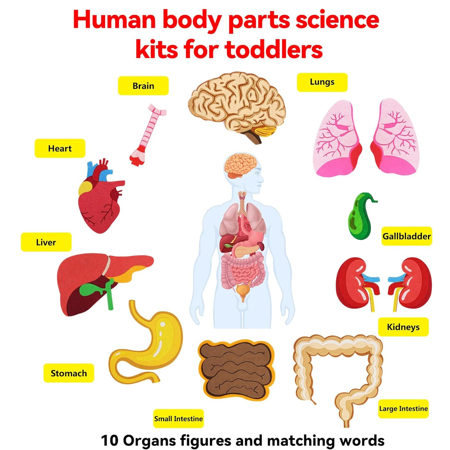 Human Body Parts Felt Board St - Kids Education Story ulasan dan harga